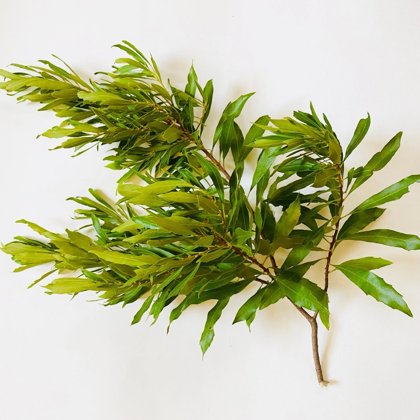Bayberry Cuttings 6 Pack Unrooted Live Propagation Cuttings Myrica cerifera Native Shrub