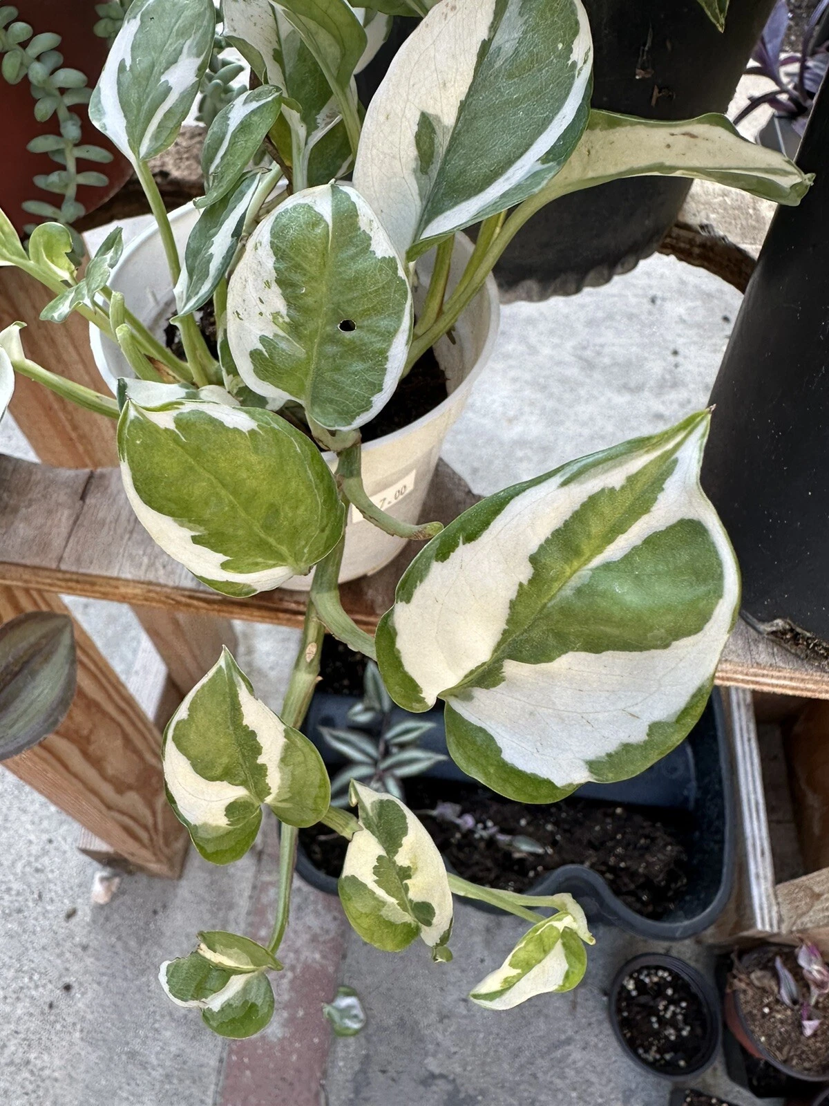 Pothos N’Joy Cuttings – 3 Live Unrooted Stem Propagation Plants, Epipremnum Aureum, Indoor Trailing Houseplant