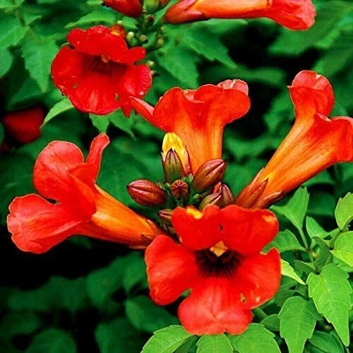 Red Trumpet Vine Cuttings - 10 Organic Campsis radicans Climbing Vine for Hummingbird Attraction