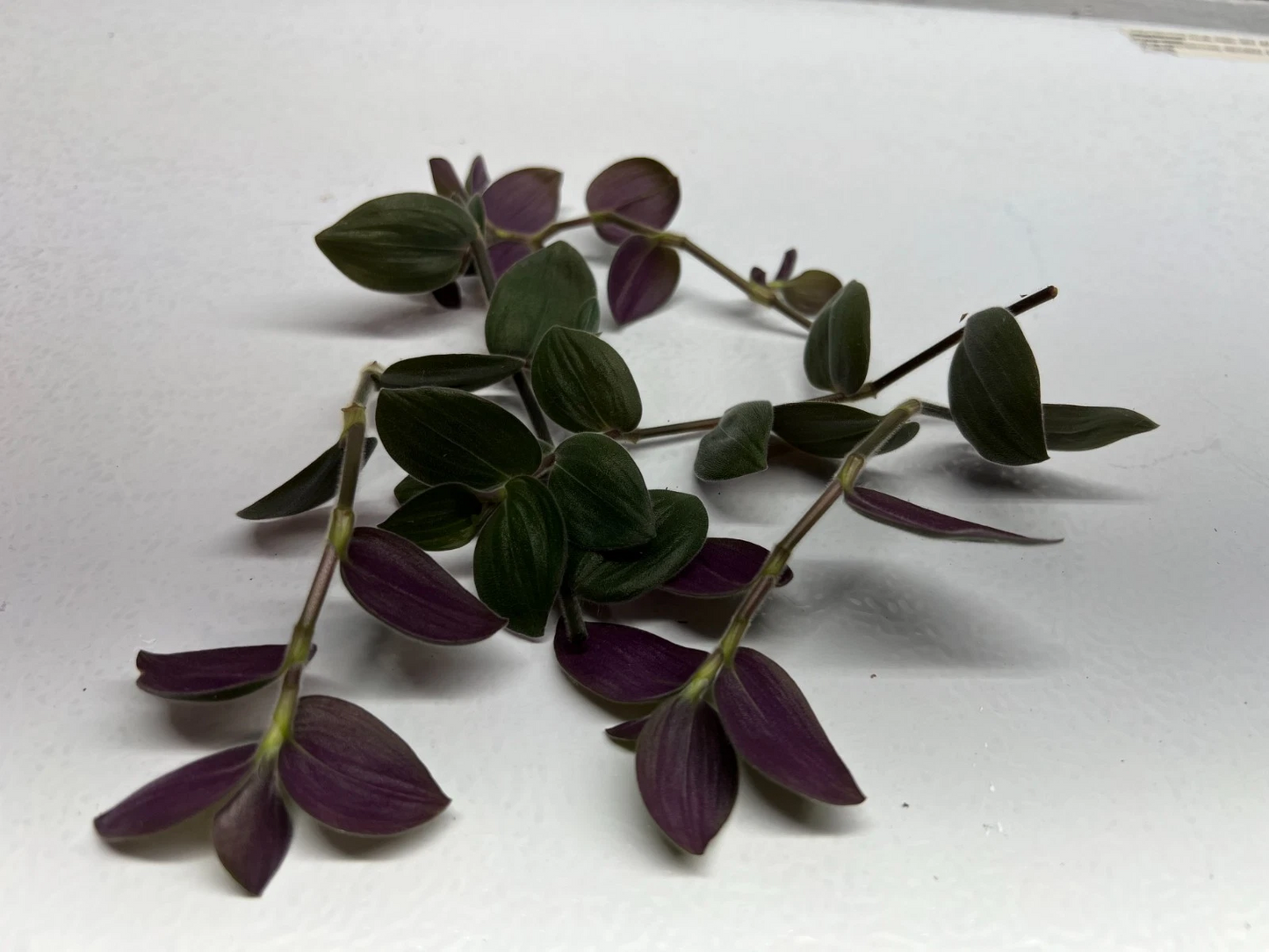 Fuzzy Bunny Bellies Tradescantia Cuttings – Lot of 5 Unrooted Houseplant Propagation Clippings for Indoor Hanging Baskets