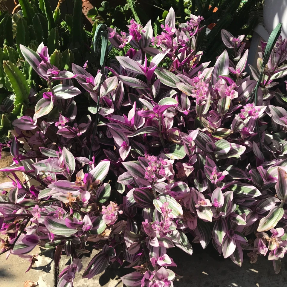 Tradescantia Nanouk Live Cuttings Set of 7 - Pink Purple Green Striped Foliage Houseplant Starters