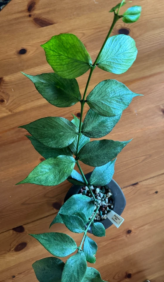 Hoya Polyneura Silver Node Cutting – Live Houseplant Propagation Vine, Trailing Indoor Plant, Hoya polyneura 'Silver'