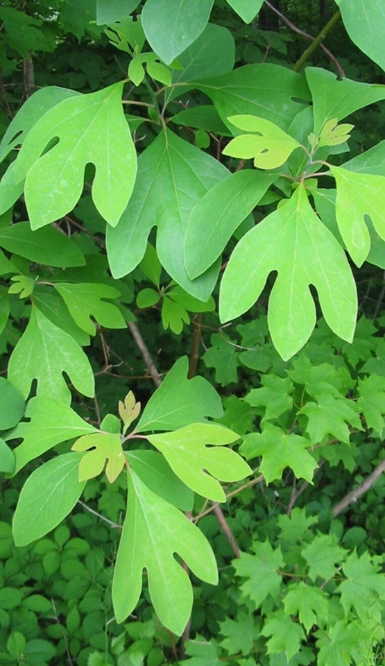 Elderberry Cuttings – 10 Live Sambucus Cuttings for Propagation and Garden Planting
