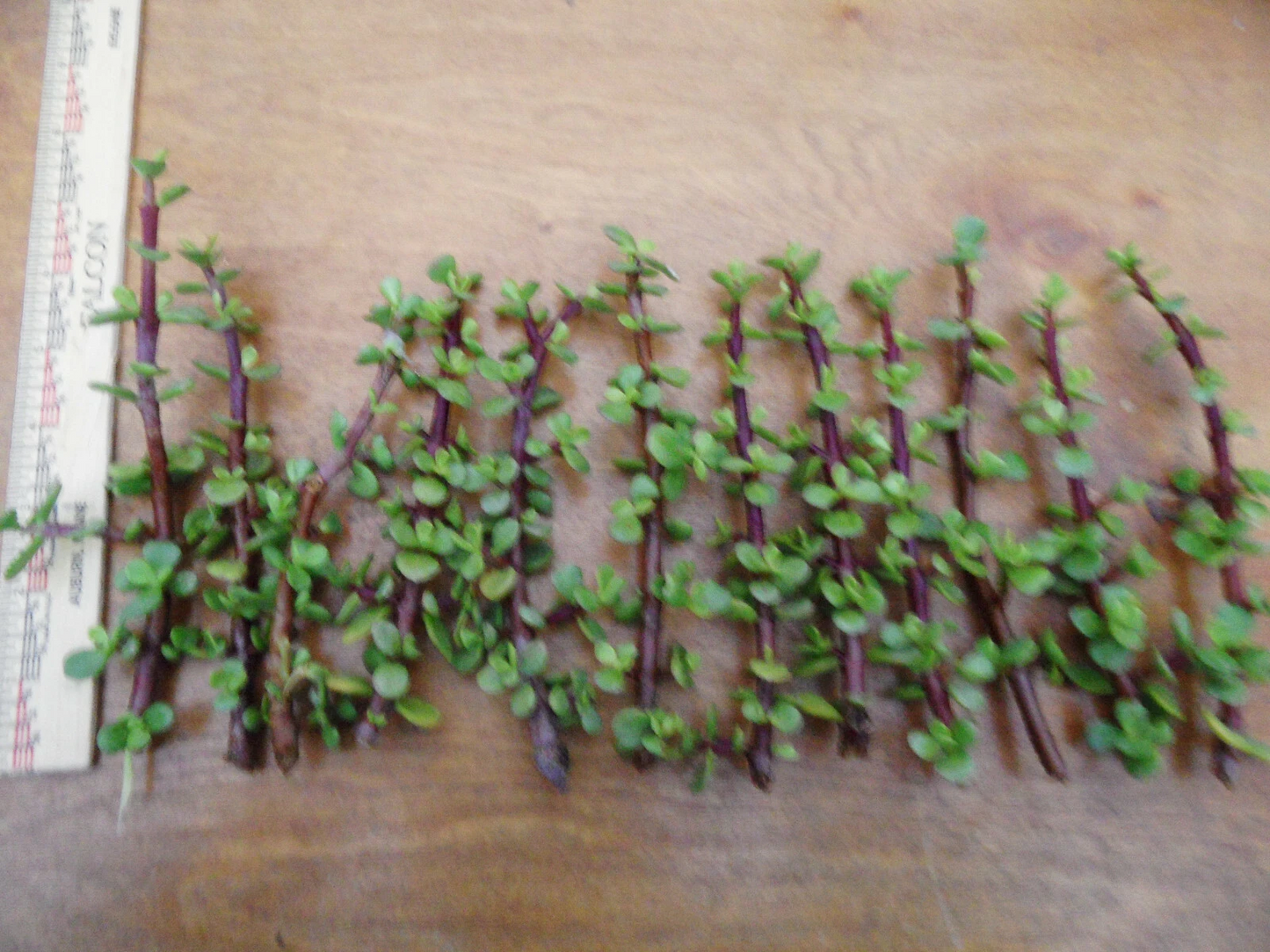 Portulacaria afra Succulent Cuttings – Lot of 12 Red-Stem Spekboom Stems, 6-Inch Propagation Plants for Bonsai, Indoor & Outdoor Xeriscape