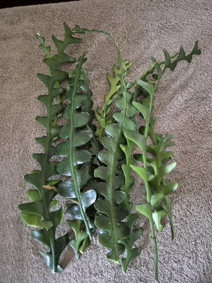 Lot of 12 Ric Rac Epiphyllum Cuttings, Fishbone Cactus, Epiphyllum anguliger, Unrooted Propagation Cuttings