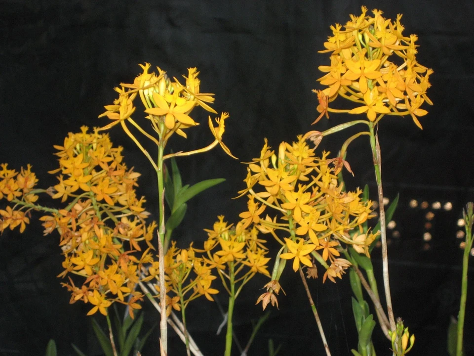 Epidendrum Orchid Cuttings Set of 2 Dark Yellow Flowers Cane Orchids Live Plants for Outdoor & Indoor Growing