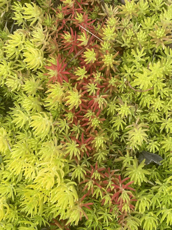 Sedum Angelina Succulent Cuttings Set of 9 | Hardy Stonecrop Groundcover | Sedum rupestre 'Angelina'