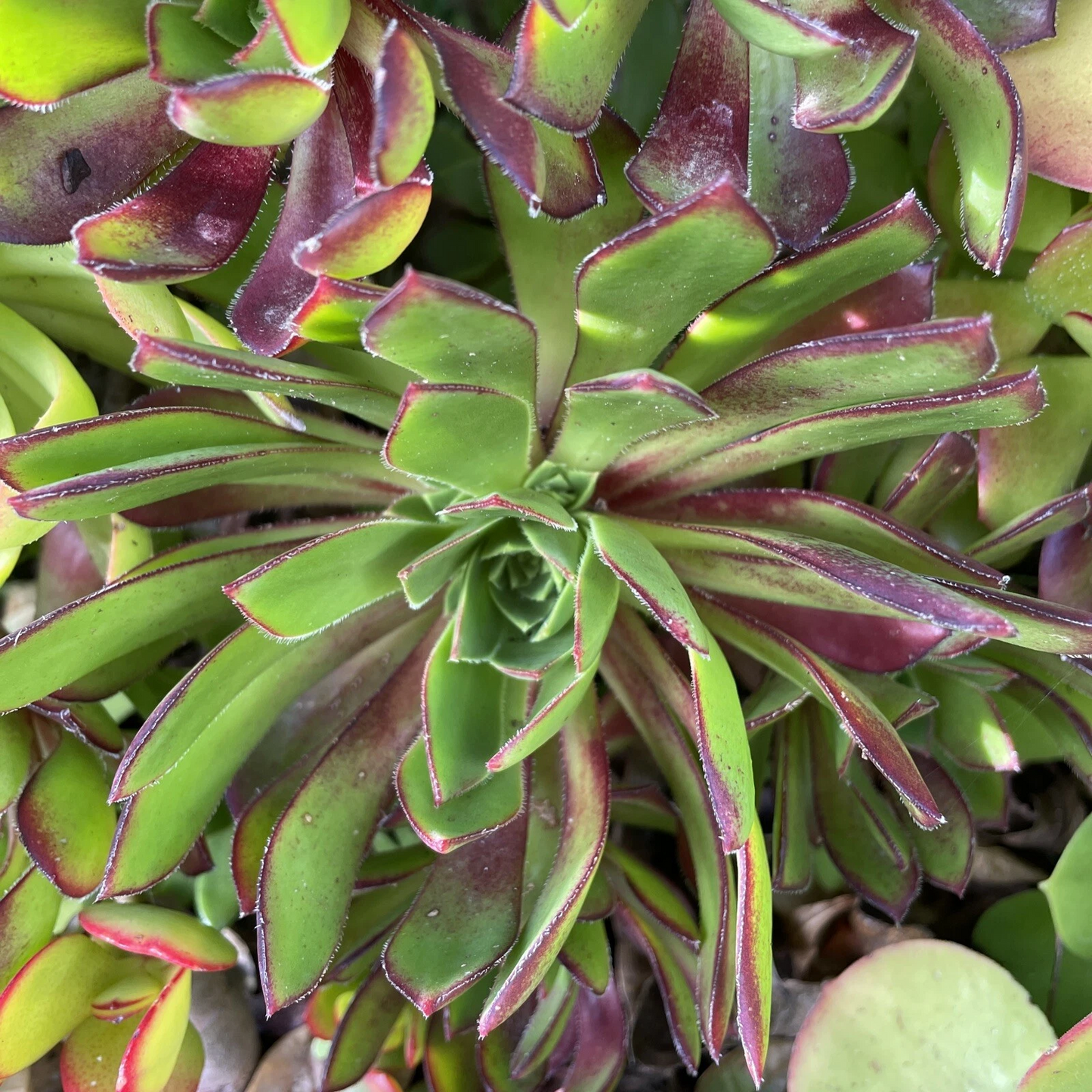 Succulent Cuttings Set of 3 Aeonium Merlot Purple Foliage Low Mounding Live Starters