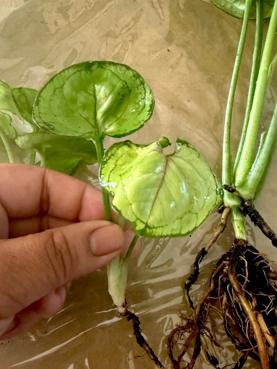 Syngonium Berry Allusion Rooted Cutting – Live Pink Green Arrowhead Plant, Indoor Houseplant, Tropical Perennial, Syngonium podophyllum