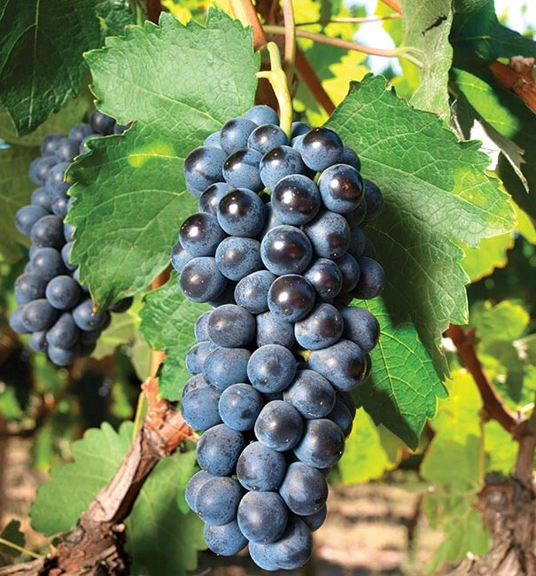 Concord Grape Cuttings 10 Pieces Vitis labrusca Unrooted Green Wood Propagation Material
