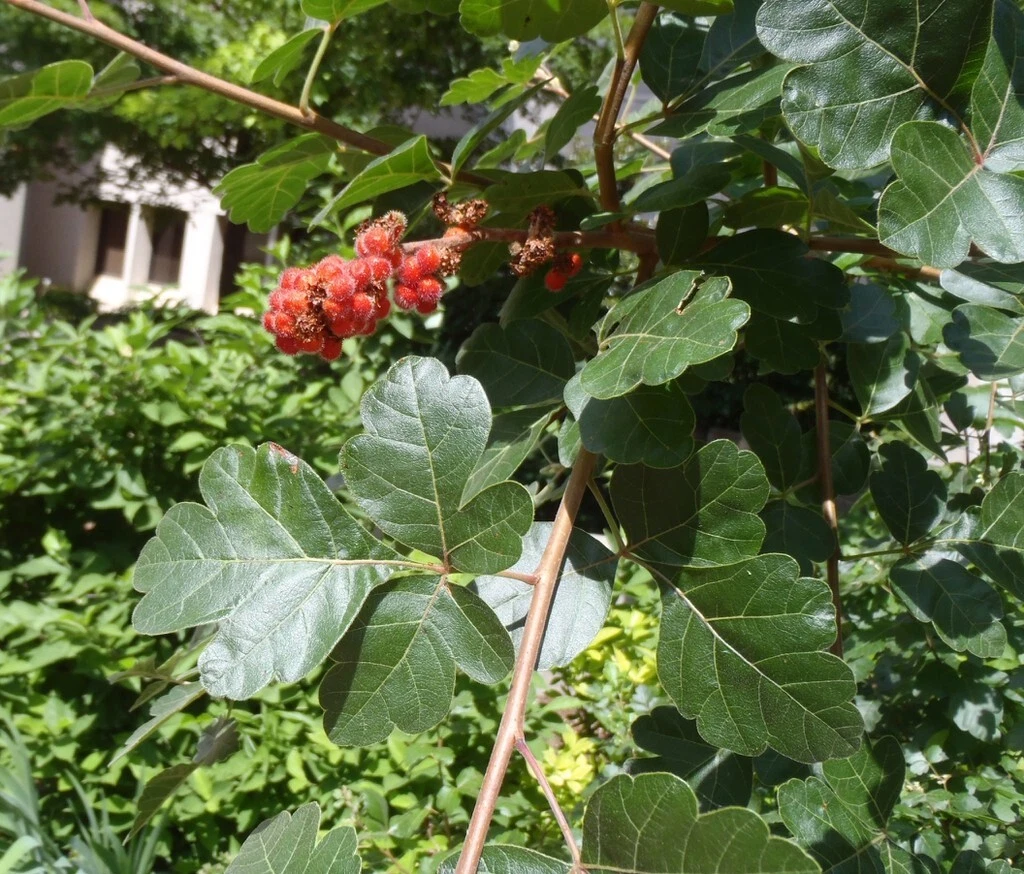 Fragrant Lemon Sumac Cuttings – 10 Rhus aromatica Native Shrub for Landscaping, Wildlife, Erosion Control, Permaculture