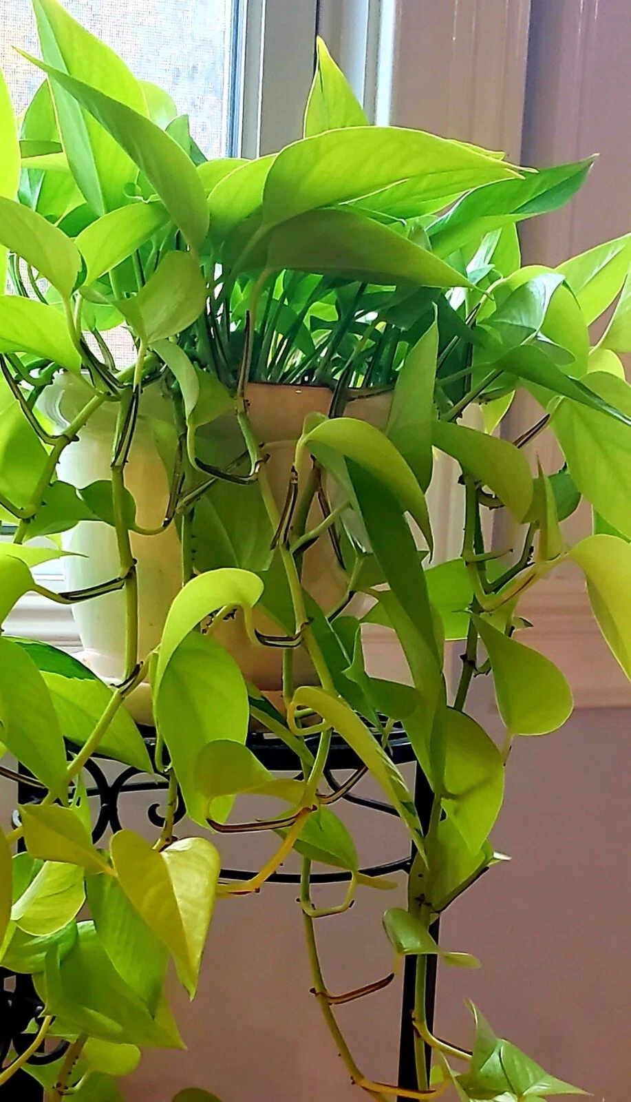 Neon Lemon Lime Pothos Cuttings – 6 Live Unrooted Epipremnum Aureum Indoor Houseplant Propagation