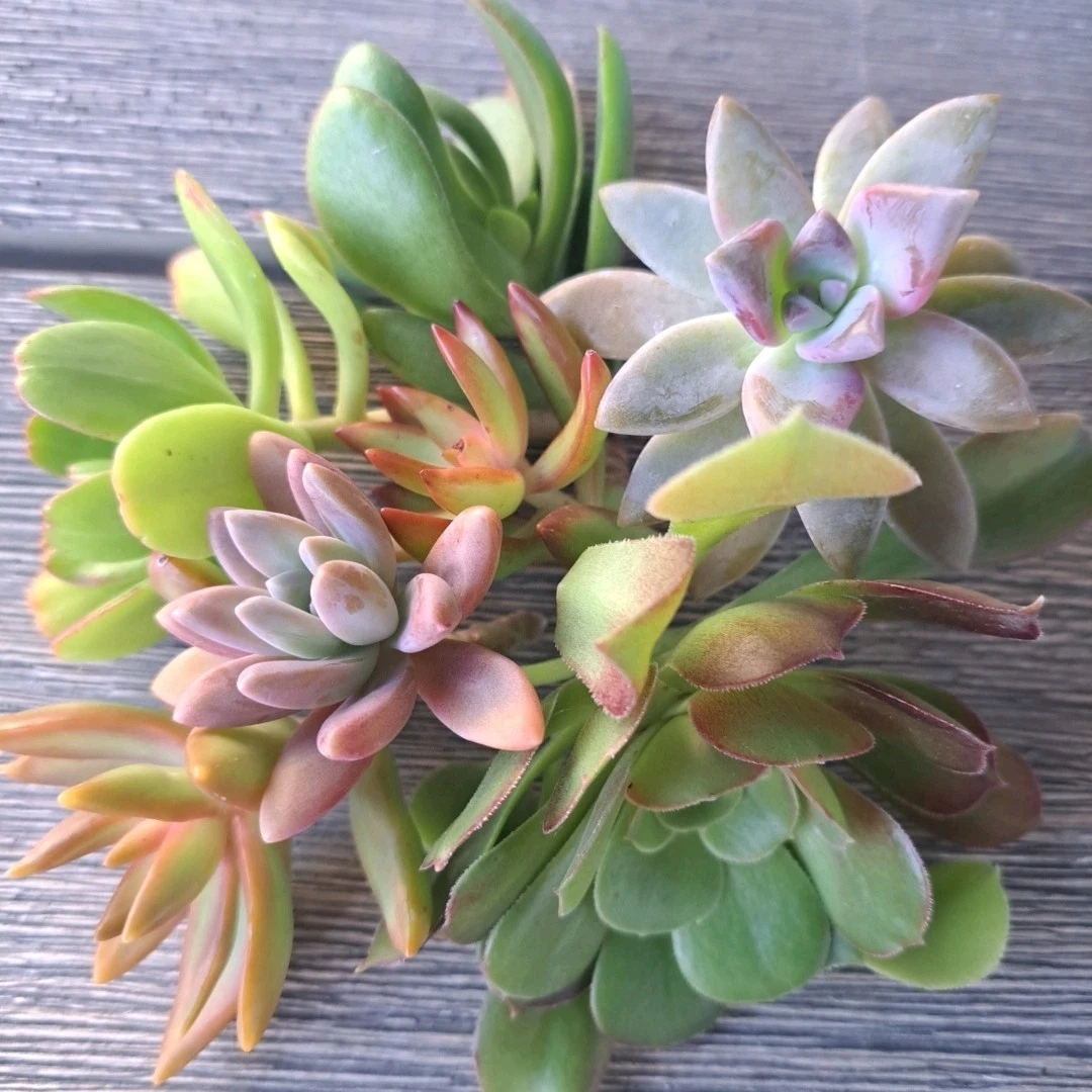 Assorted Succulent Cuttings – 5 Live Unrooted Succulents for Propagation & Container Growing – Mixed Varieties