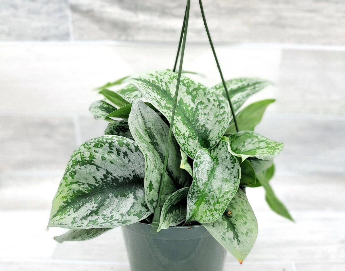 Silver Satin Pothos Exotica Live Plant – 4-Inch Potted Scindapsus Pictus Indoor Houseplant