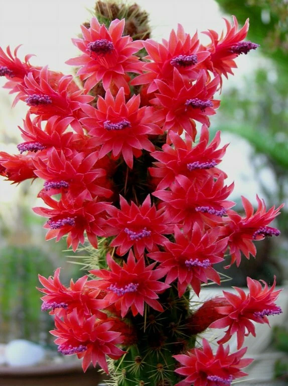 Cleistocactus samaipatanus Large Unrooted Columnar Cactus Cutting for Indoor or Outdoor Succulent Collection