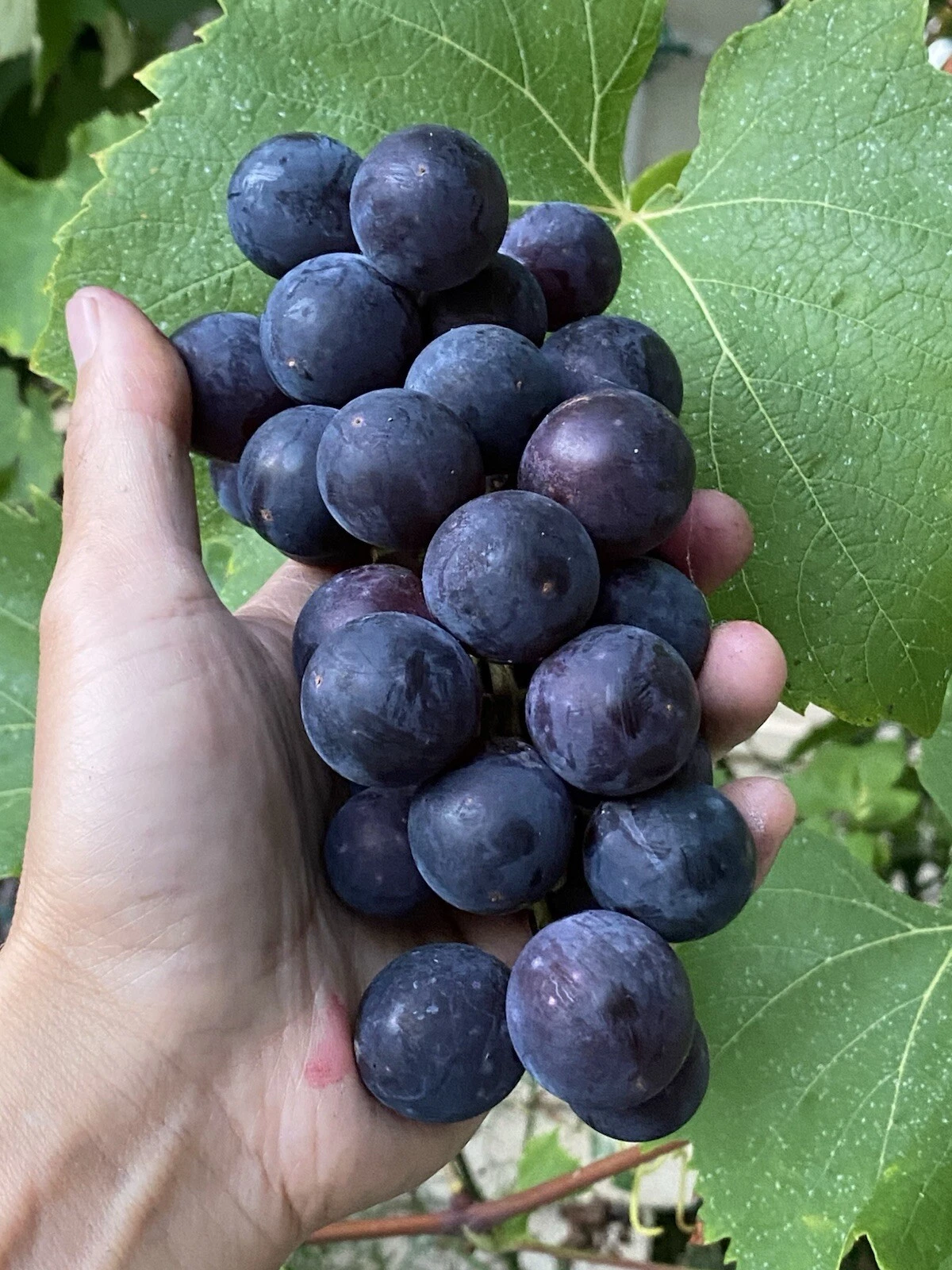 Everest Grape Cuttings – 4 Unrooted Stem Propagation Material with 2–3 Nodes – Vitis spp.