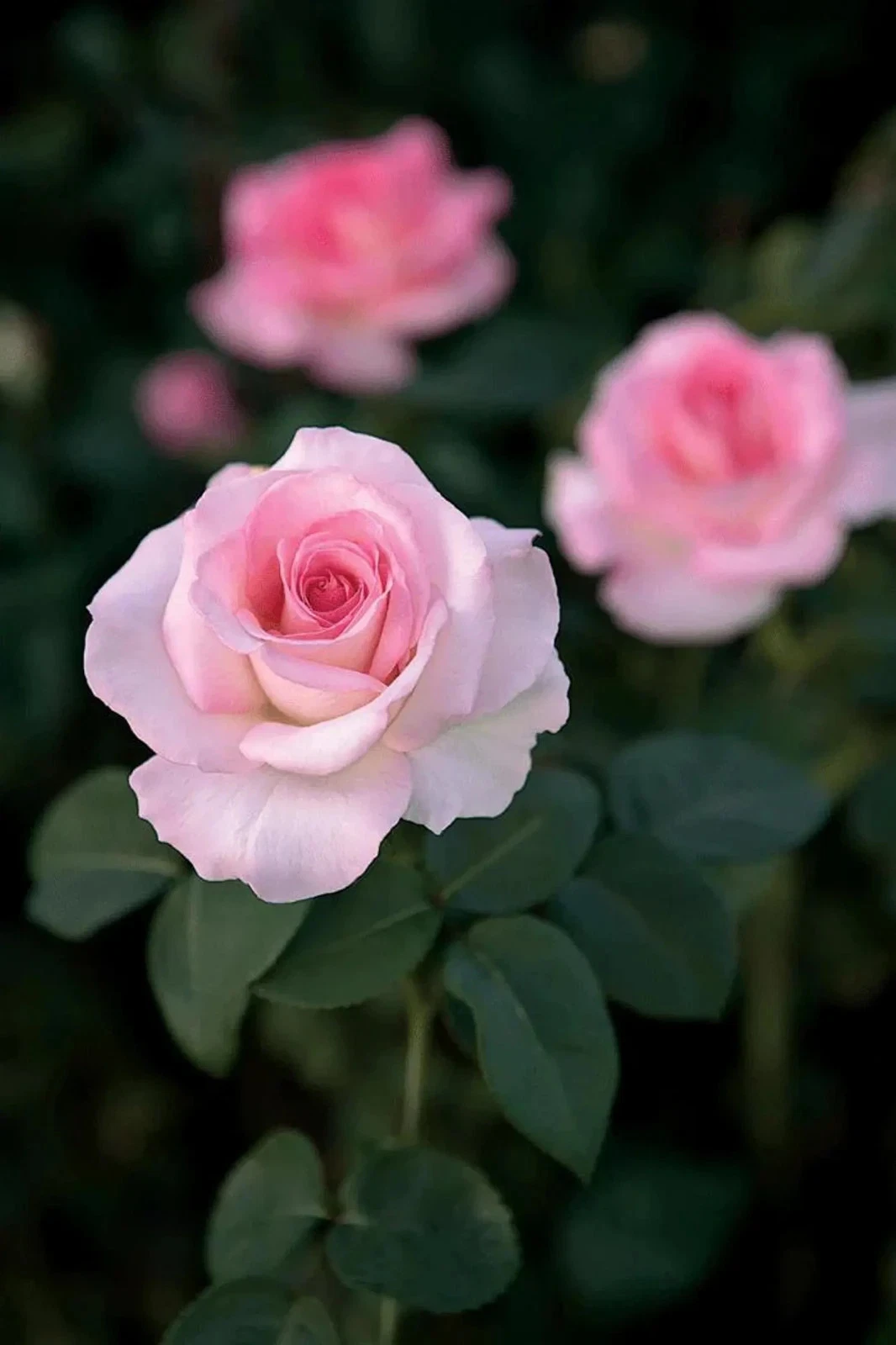 Pink Promise Rose Cuttings Live – 3 Unrooted Propagation Cuttings for Grafting or Rooting, Pink Flowering Shrub, Rosa spp.
