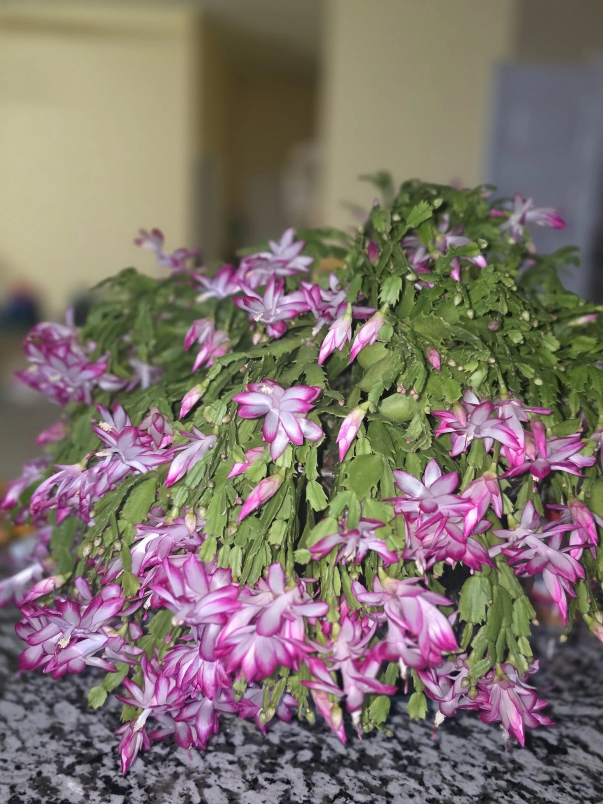 Live Christmas Cactus Cuttings – 20 Unrooted Schlumbergera Segments for Propagation, Indoor Houseplant, Holiday Cactus, Epiphytic Succulent