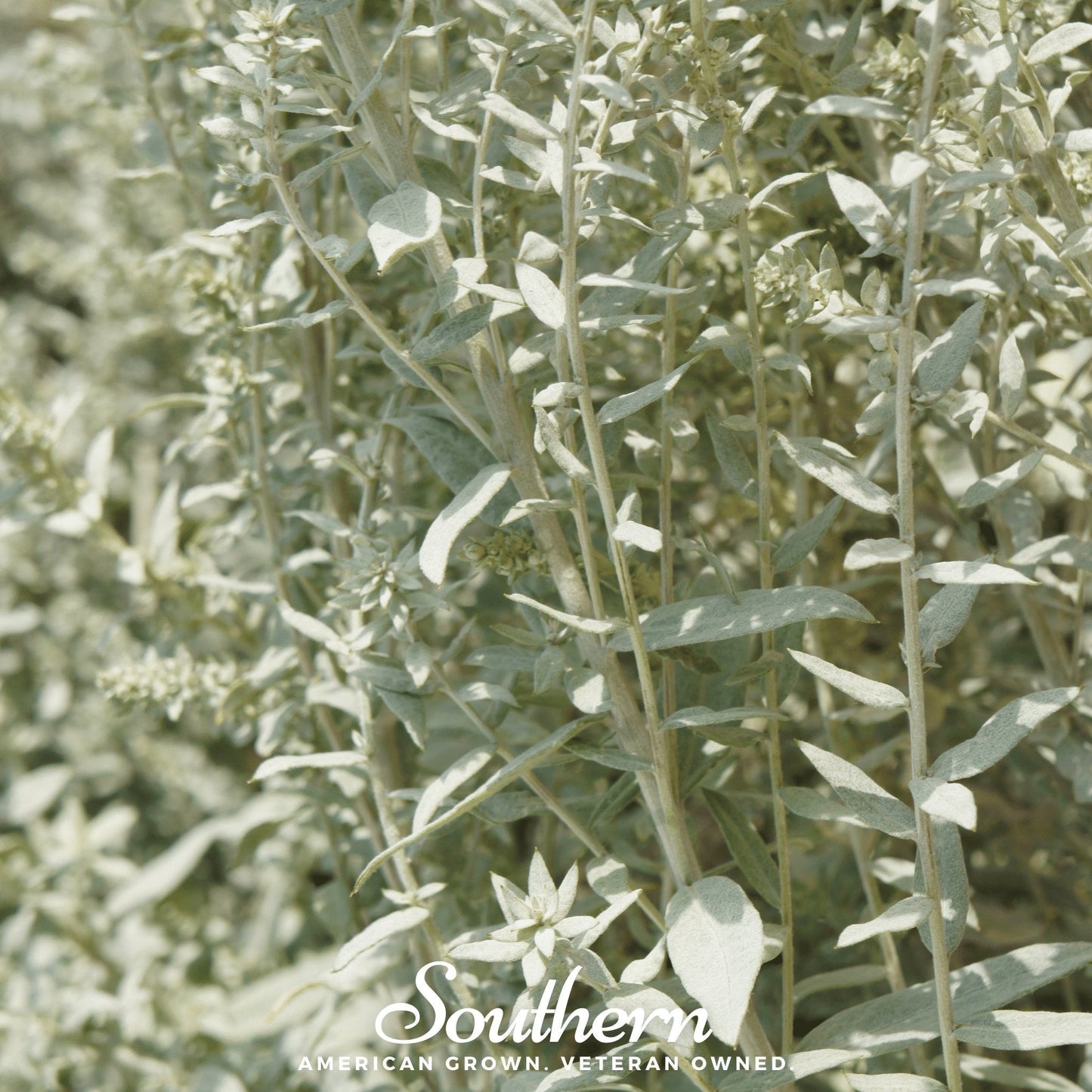 Prairie Sage Seeds - Native Perennial Artemisia ludoviciana for Drought-Tolerant Gardens, Smudging & Native Planting