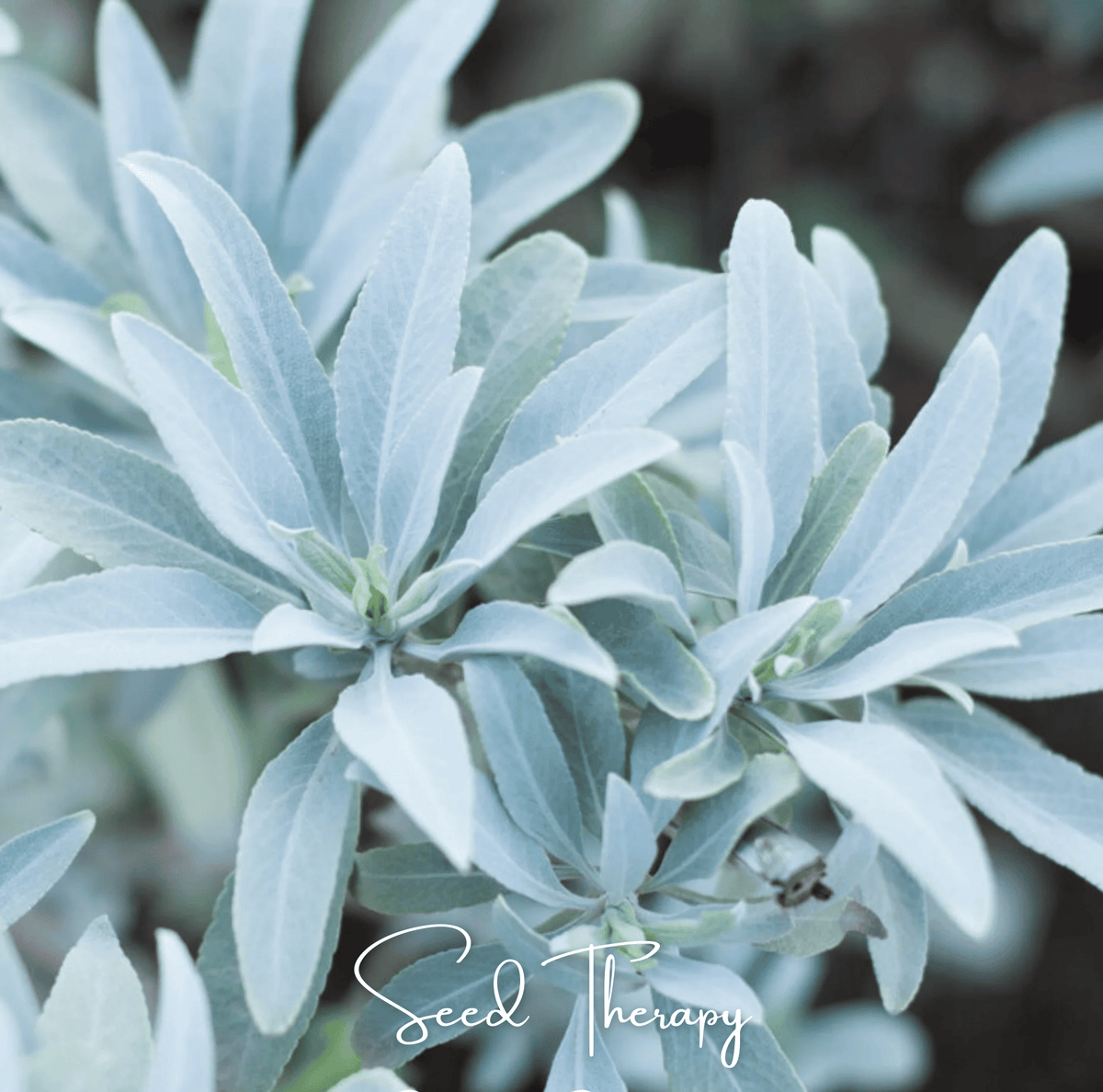 White Sage Seeds | Aromatic, Drought-Tolerant Herb | Salvia apiana | Sacred Smudging Herb for Garden & Landscape