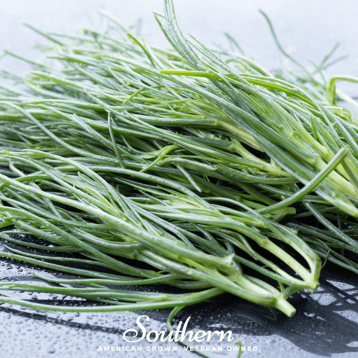 Saltwort Seeds - 50 Heirloom Non-GMO Japanese Culinary Herb Salsola komarovii