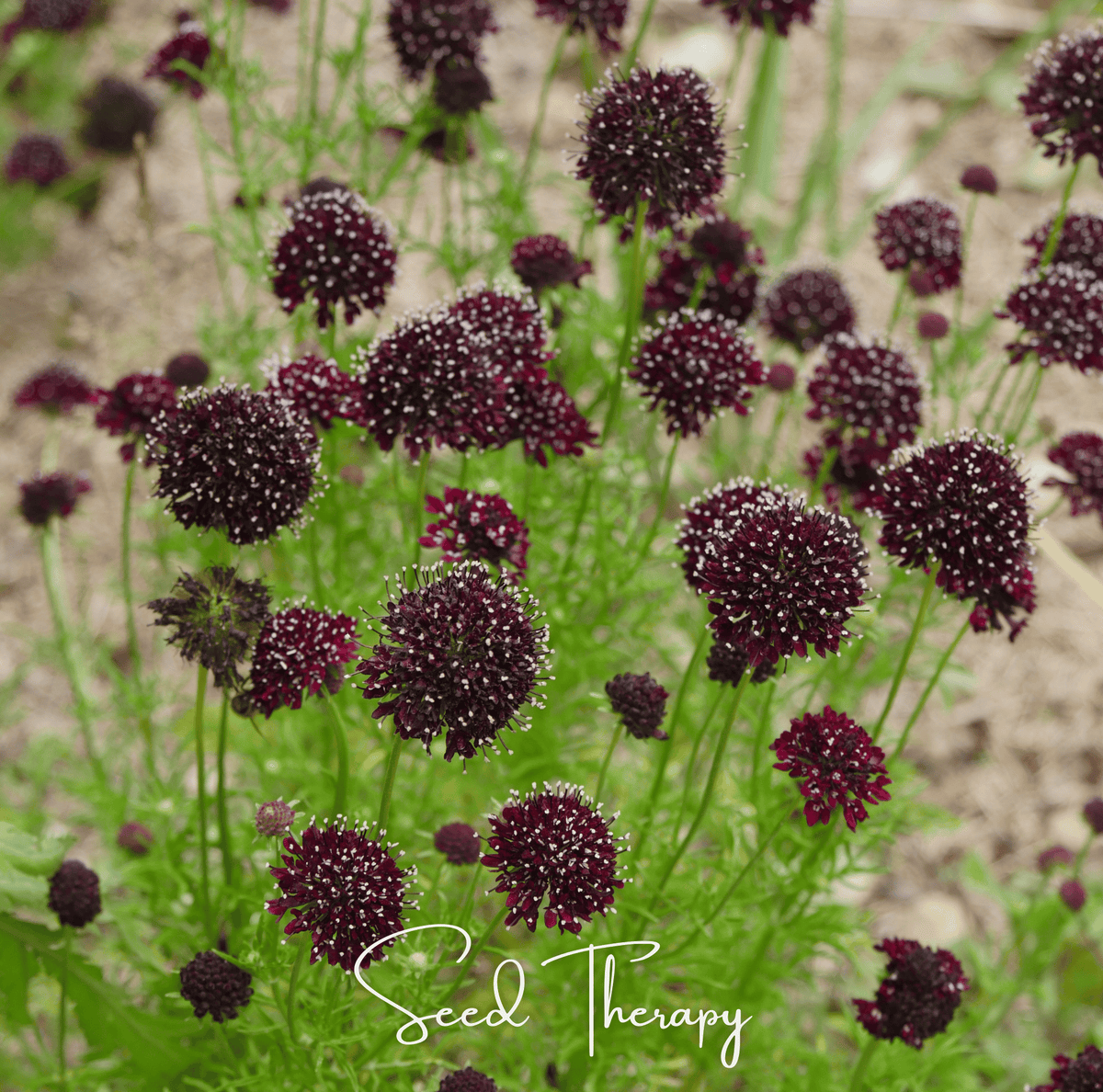 Black Knight Scabiosa Seeds – Pincushion Flower, Deep Maroon-Black, Heirloom, Annual, 30 Seeds