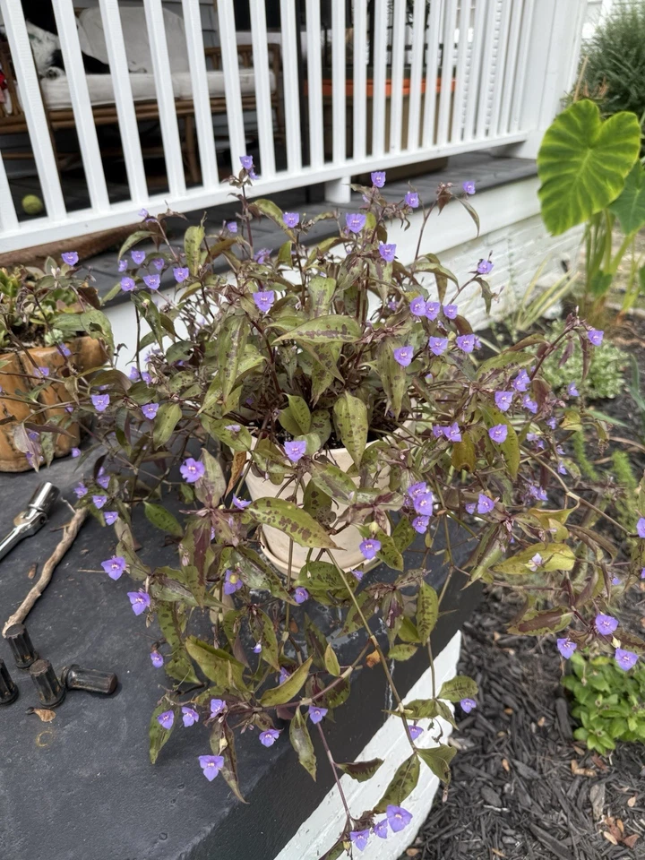 Spotted Tradescantia Cuttings – 5 Unrooted Wandering Dude Plant Cuttings with Purple Green Foliage, Indoor Container Propagation, Tinantia pringlei