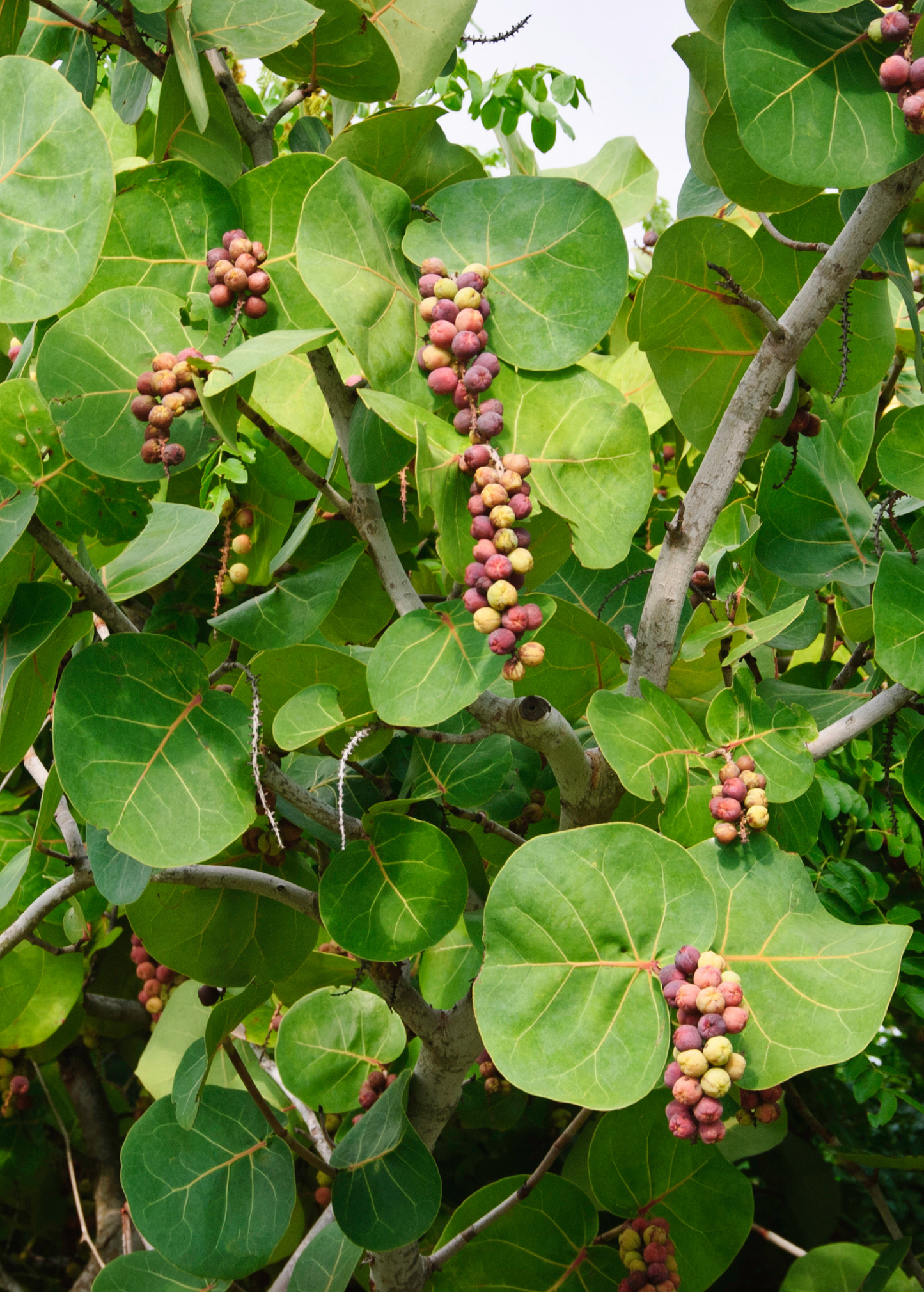 Sea Grape Plant - Edible Fruit, Lush Leaves, Coastal Drought-Tolerant Shrub Coccoloba uvifera
