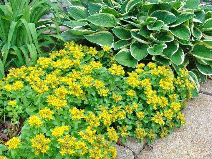 Golden Creeping Sedum Bare Root Plant - Drought Tolerant Ground Cover, Yellow Blooms, Sedum kamtschaticum