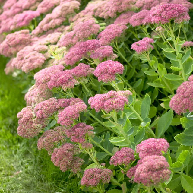 Sedum Autumn Joy Bare Root Plant | Pink Blooms, Drought Tolerant Perennial Succulent | Pollinator-Friendly, Full Sun, Cold Hardy