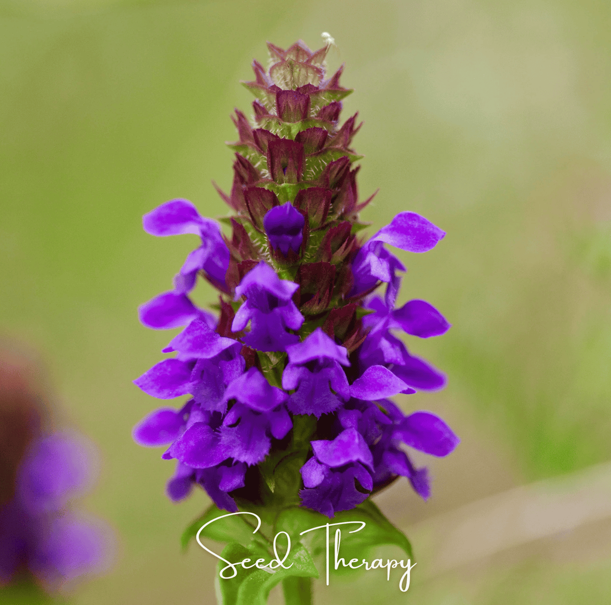 Self Heal Seeds - Perennial Groundcover with Purple Flowers, 50 Heirloom Prunella vulgaris