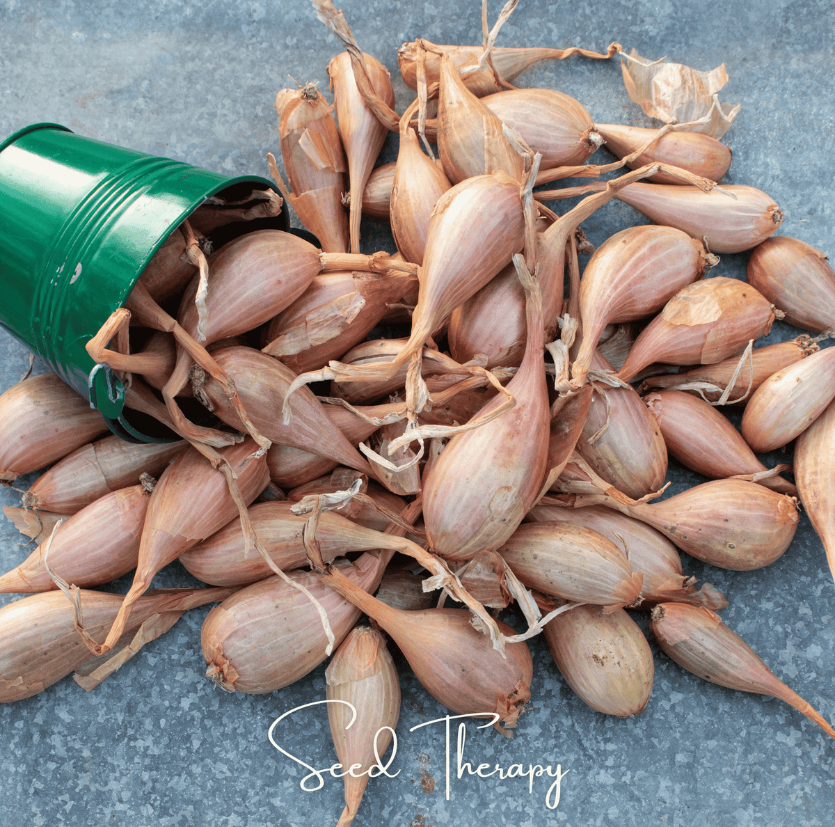 Zebrune Shallot Seeds – Heirloom, Open Pollinated, Non-GMO, 25 Seeds, Gourmet Mild & Sweet Flavor, Easy Peel, Culinary Use