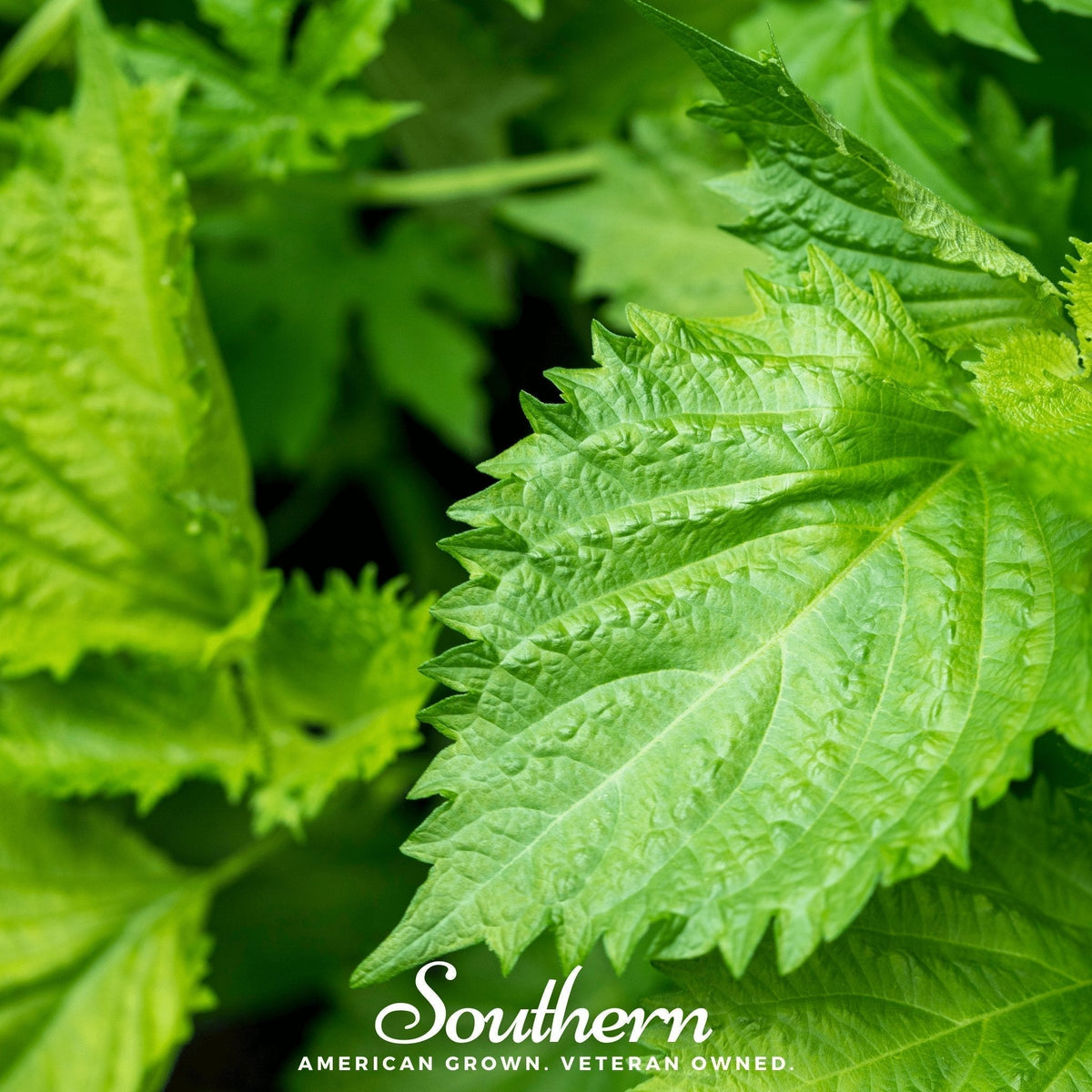 Green Shiso Seeds – Perilla frutescens var. crispa – Japanese & Korean Cuisine Herb – 200 Heirloom Seeds