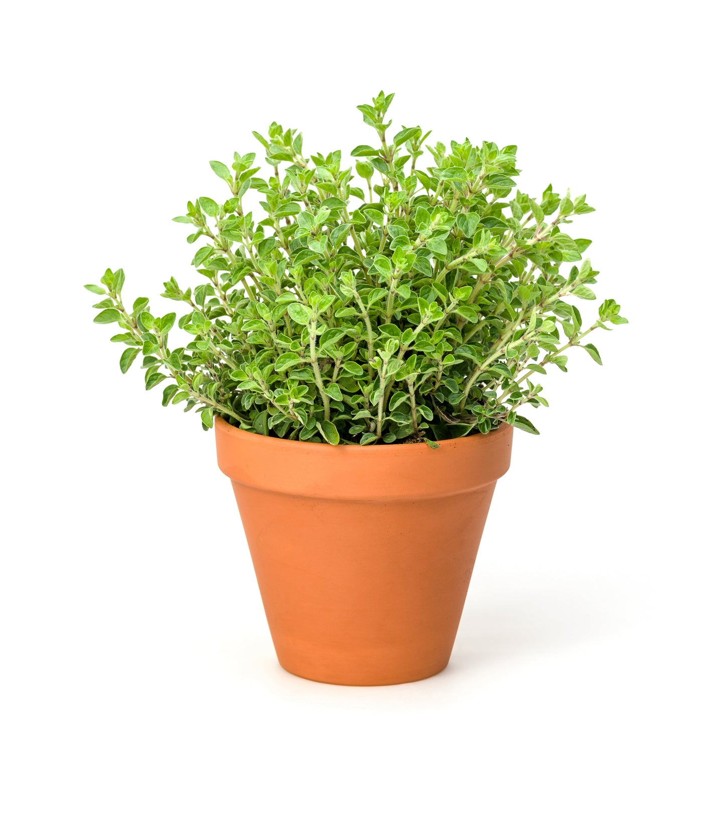 500 OREGANO Origanum Vulgare Herb Purple Butterfly Flower Seeds