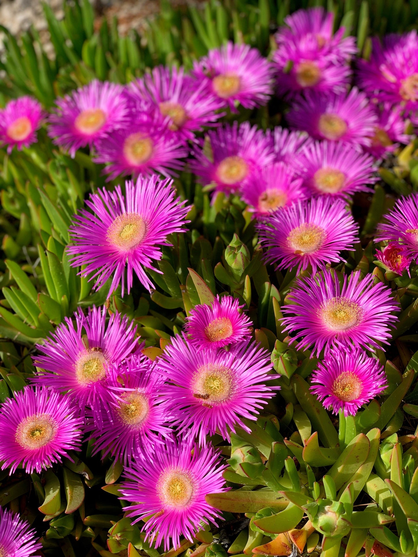 200 MIXED Colors ICE PLANT ( Mesembryanthemum Daisy / Livingstone Daisy ) Dorotheanthus Bellidiformis Flower Seeds