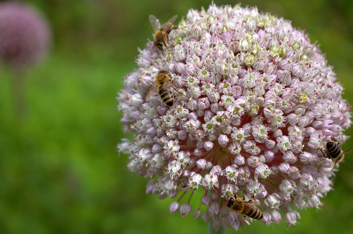 800 AMERICAN FLAG LEEK (Large Leek) Allium Porrum Vegetable Seeds