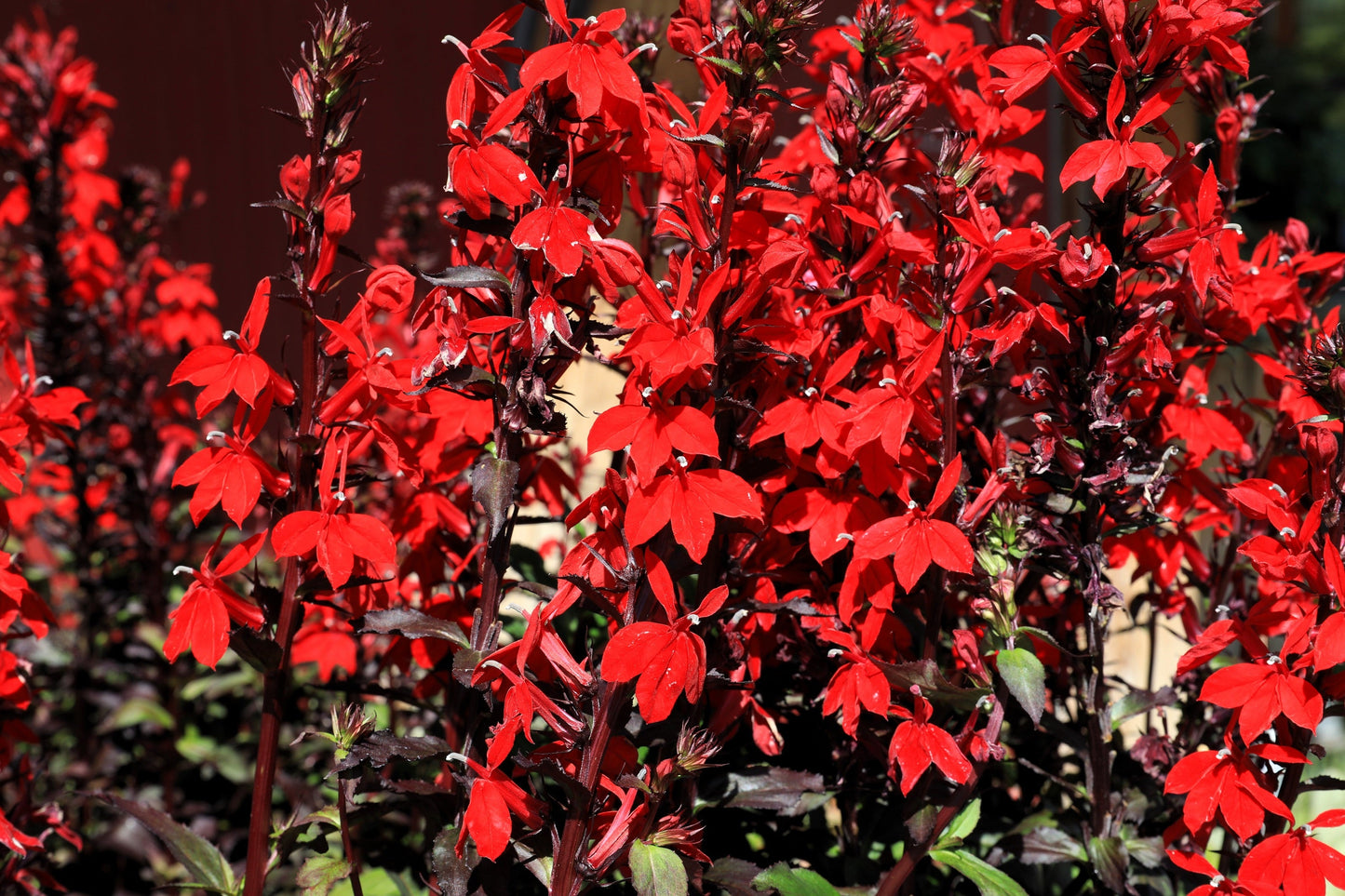 300 CARDINAL FLOWER LOBELIA Cardinalis Flower Seeds