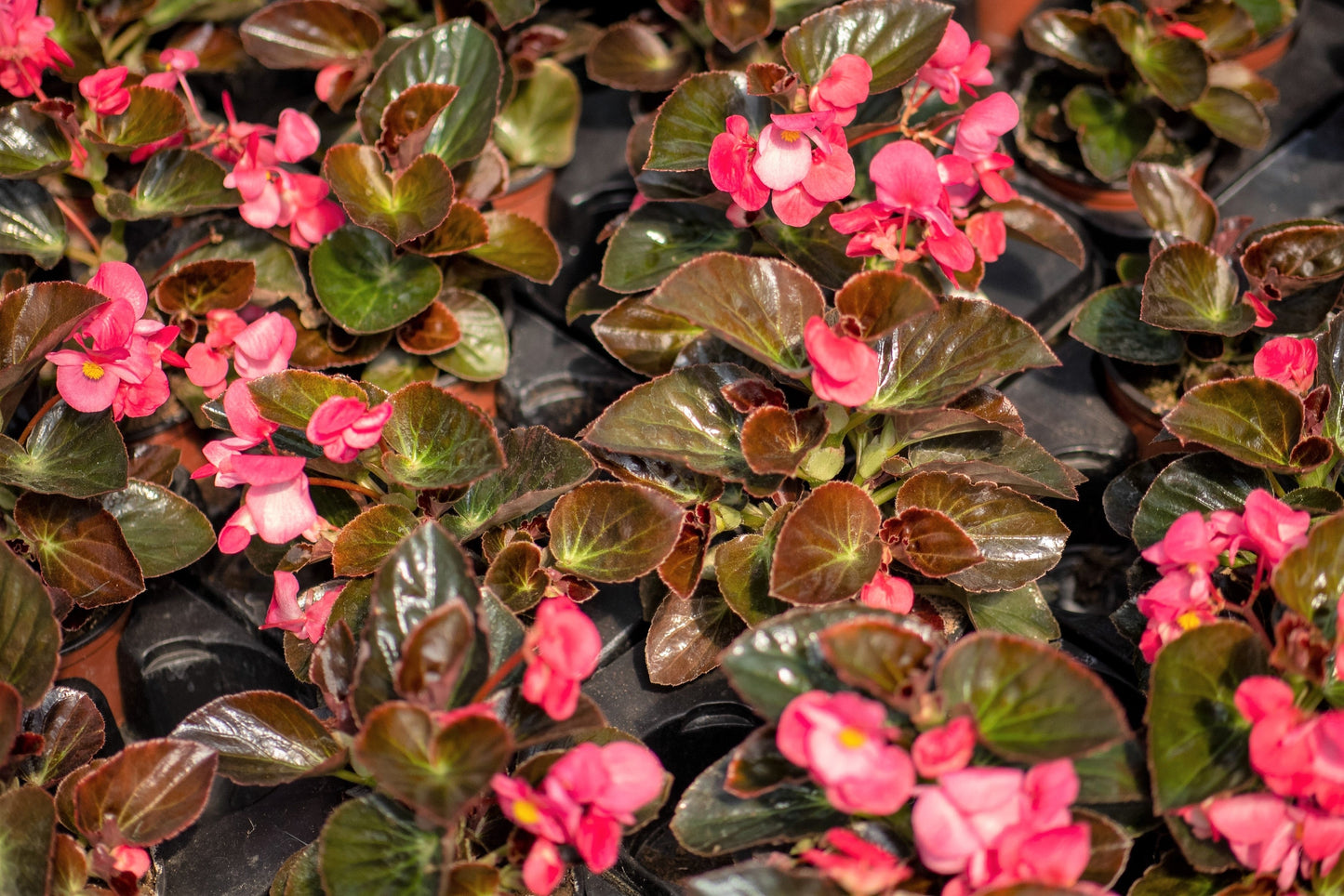 25 WAX MIXED BEGONIA Semperflorens Fibrous Mixed Colors Red Pink White Two Tone Shade Flower Seeds