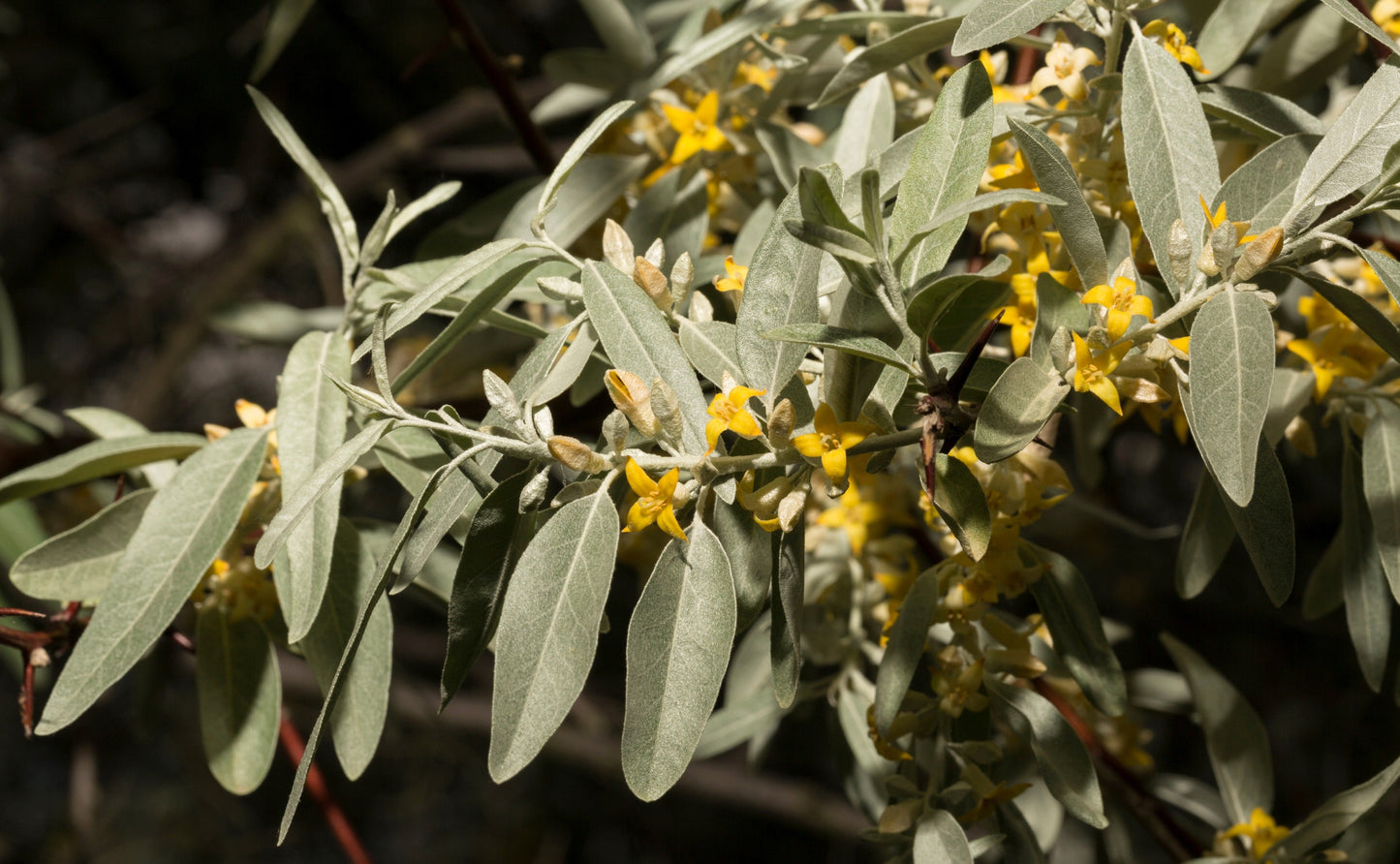 10 AMERICAN SILVERBERRY Elaeagnus Commutata aka Wolf Willow Wolfberry Wild Olive Berry Fruit Shrub Seeds