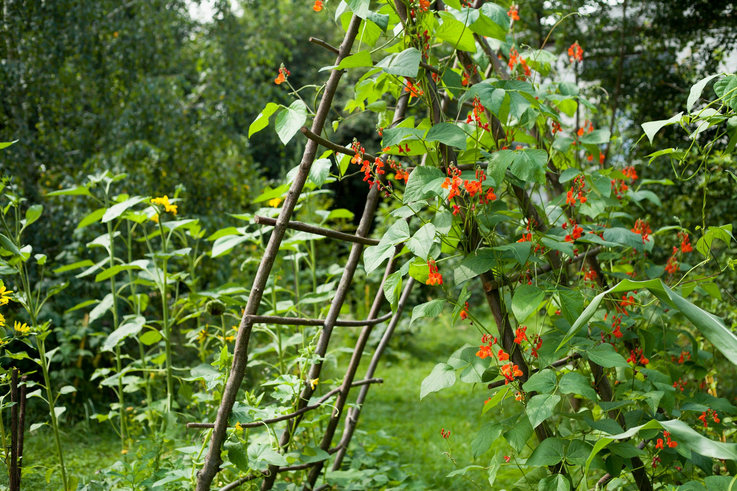 25 SCARLET RUNNER Pole BEAN Ornamental Red Flowers Phaseolus Vulgaris Vegetable Seeds