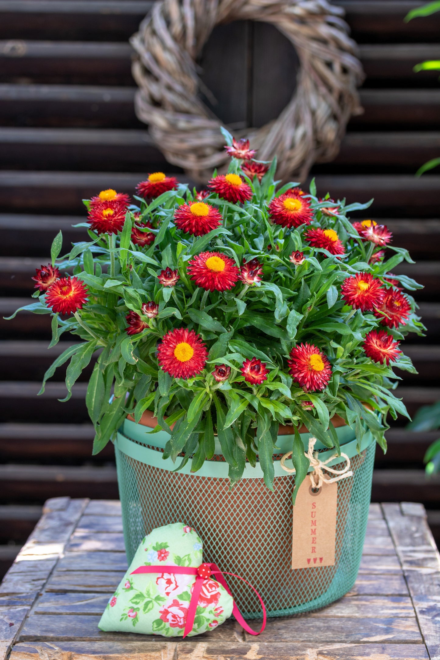 100 Red FIRE BALL STRAWFLOWER Xerochrysum Bracteatum Helichrysum Monstrosum Flower Seeds