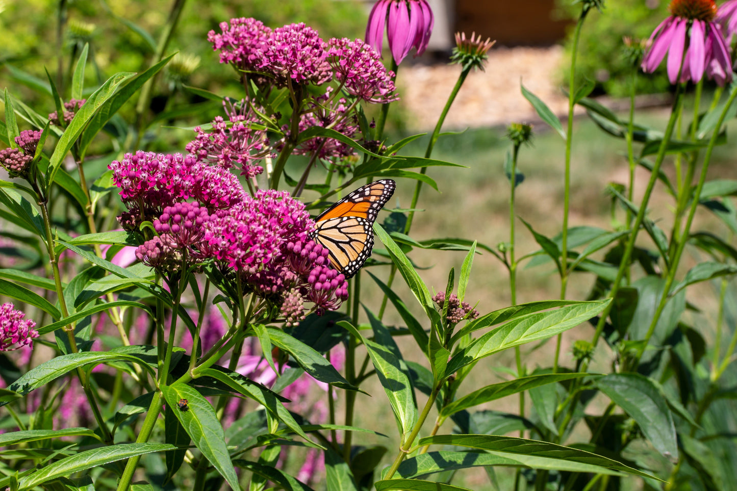 20 CINDERELLA MILKWEED Asclepias Incarnata Flower Seeds