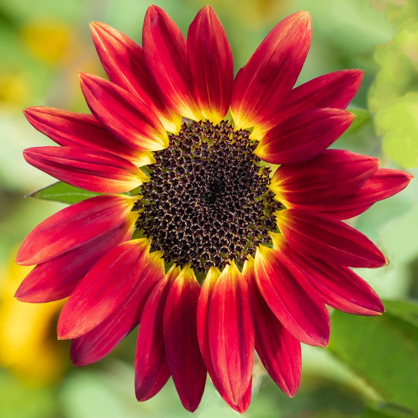 100 Mixed EVENING COLORS SUNFLOWER Helianthus Annuus Orange Red Gold Flower Seeds