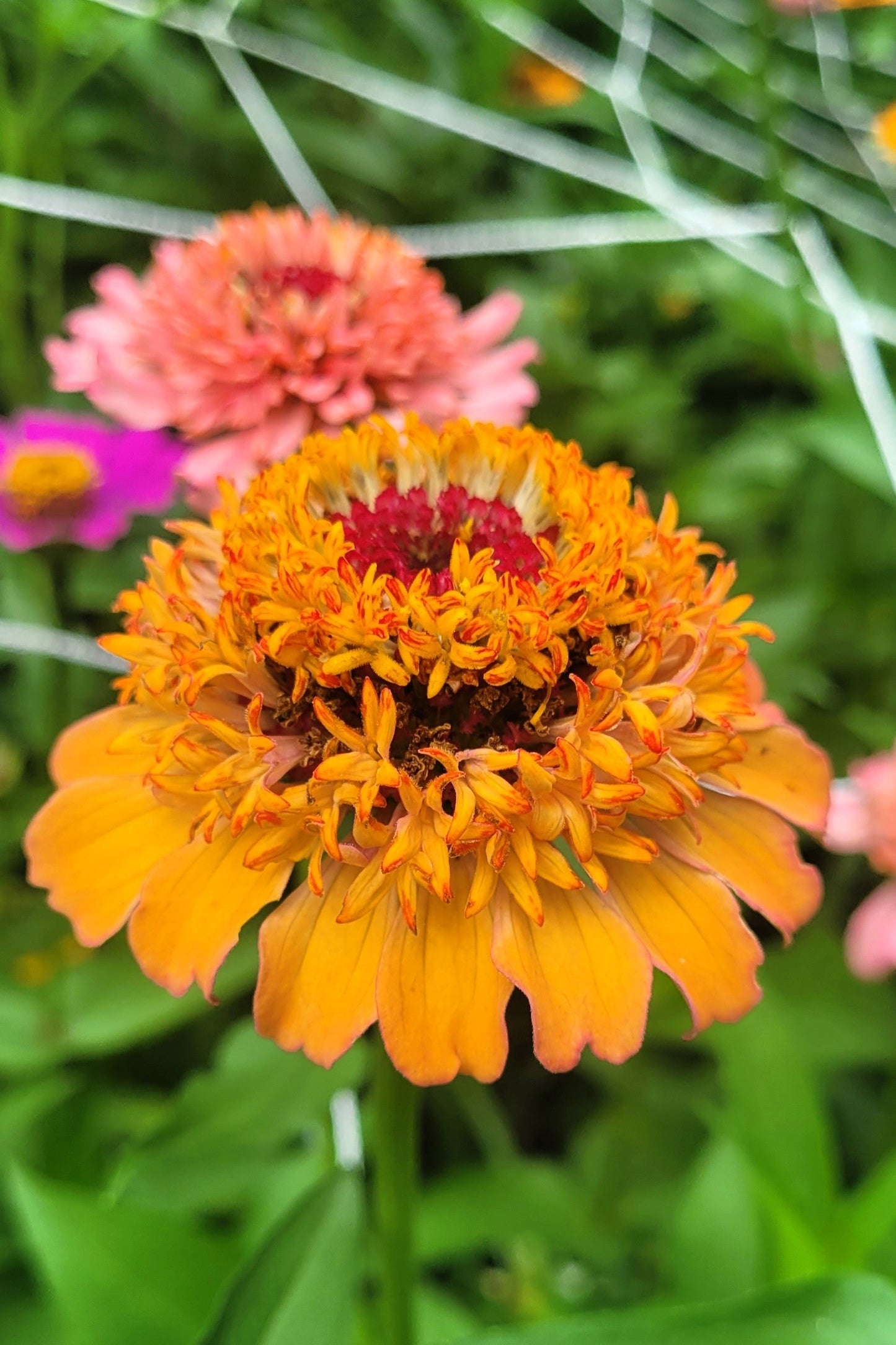 100 Mixed Colors SCABIOSA ZINNIA Elegans Red, Pink, Purple, Yellow, White, & Orange Flower Seeds