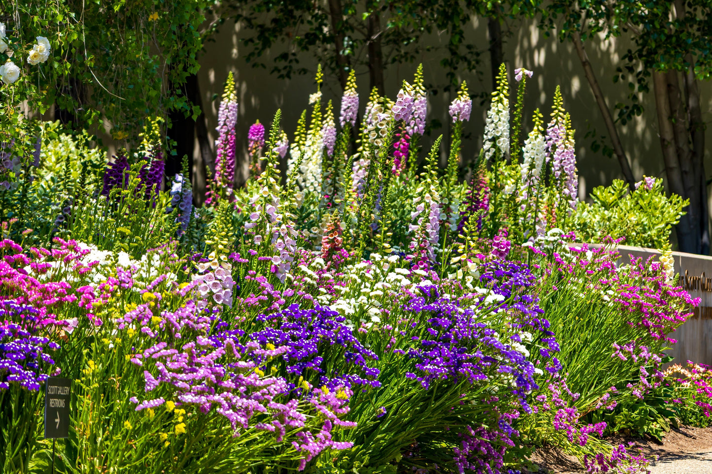 50 Pacific Mix STATICE (Sea Lavender) Mixed Colors Limonium Sinuatum Flower Seeds