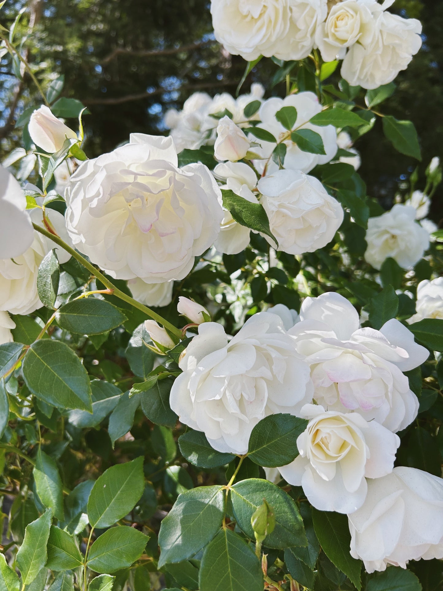 5 WHITE ROSE Rosa Bush Shrub Perennial Flower Seeds