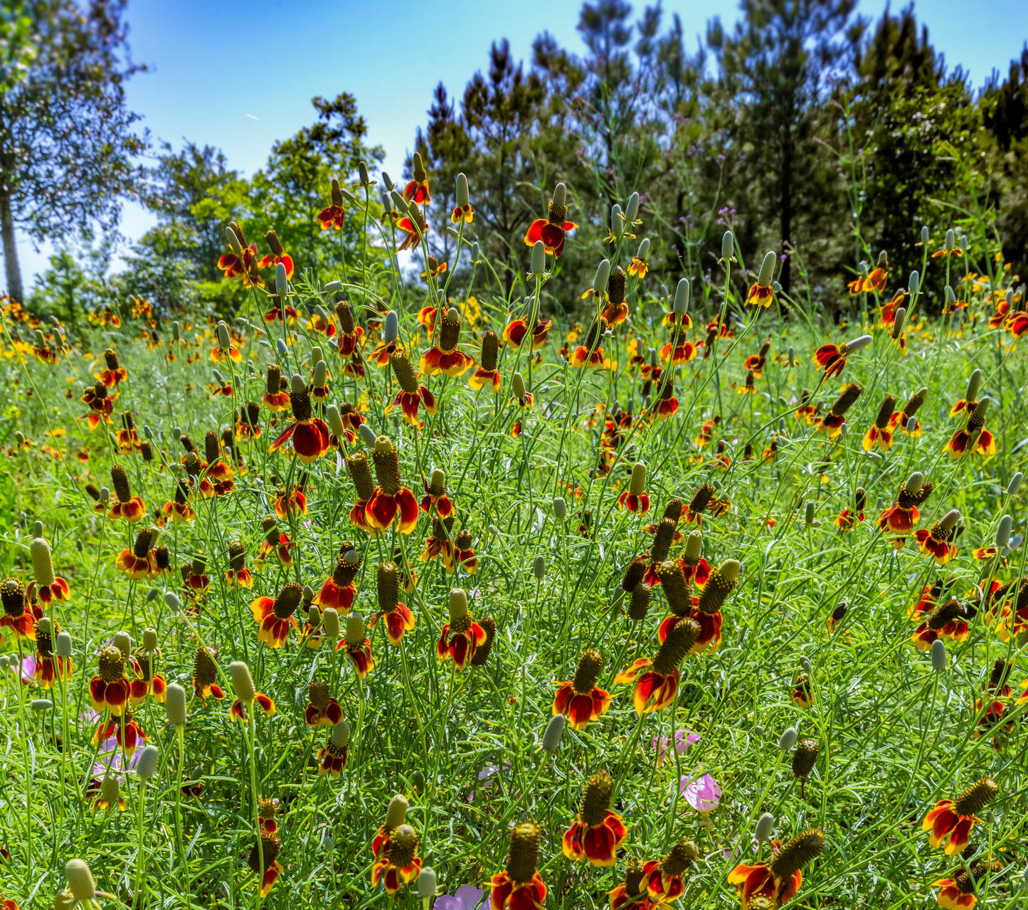 500 MEXICAN HAT Ratibida Columnaris Columnifera Red & Yellow Native Flower Seeds