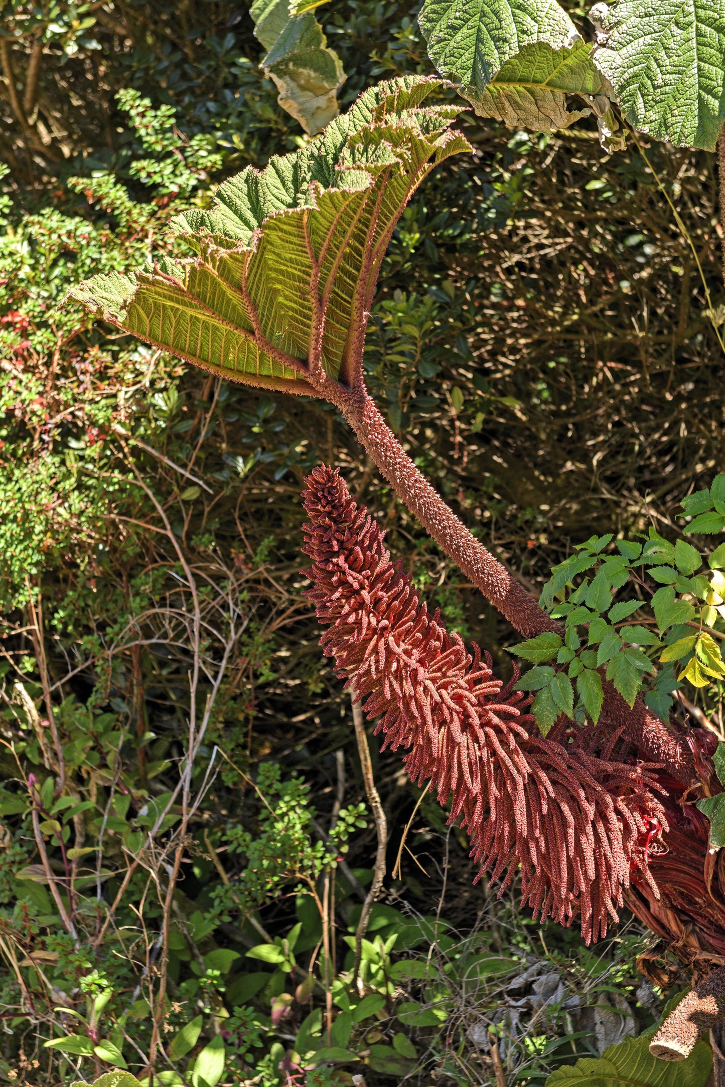 10 GUNNERA INSIGNIS Giant Rhubarb (Leaves up to 6' Wide, Red Flower Spikes to 3') Dinosaur Plant Seeds