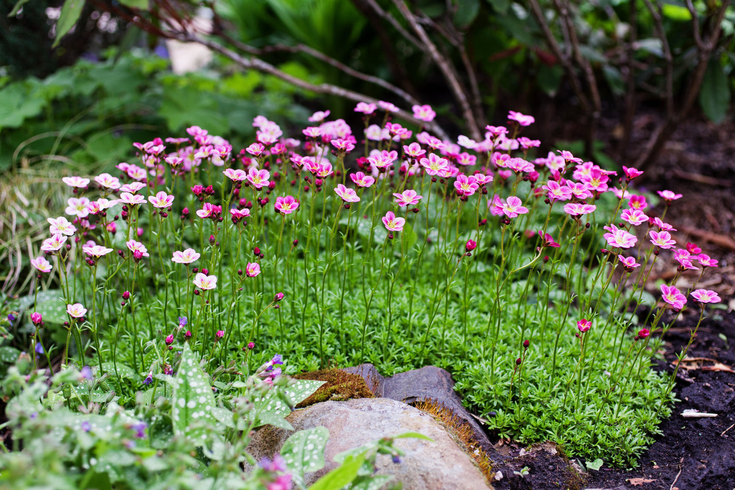 50 ROSE ROBE SAXIFRAGA Arendsii Mossy Rockfoil Evergreen Flower Seeds