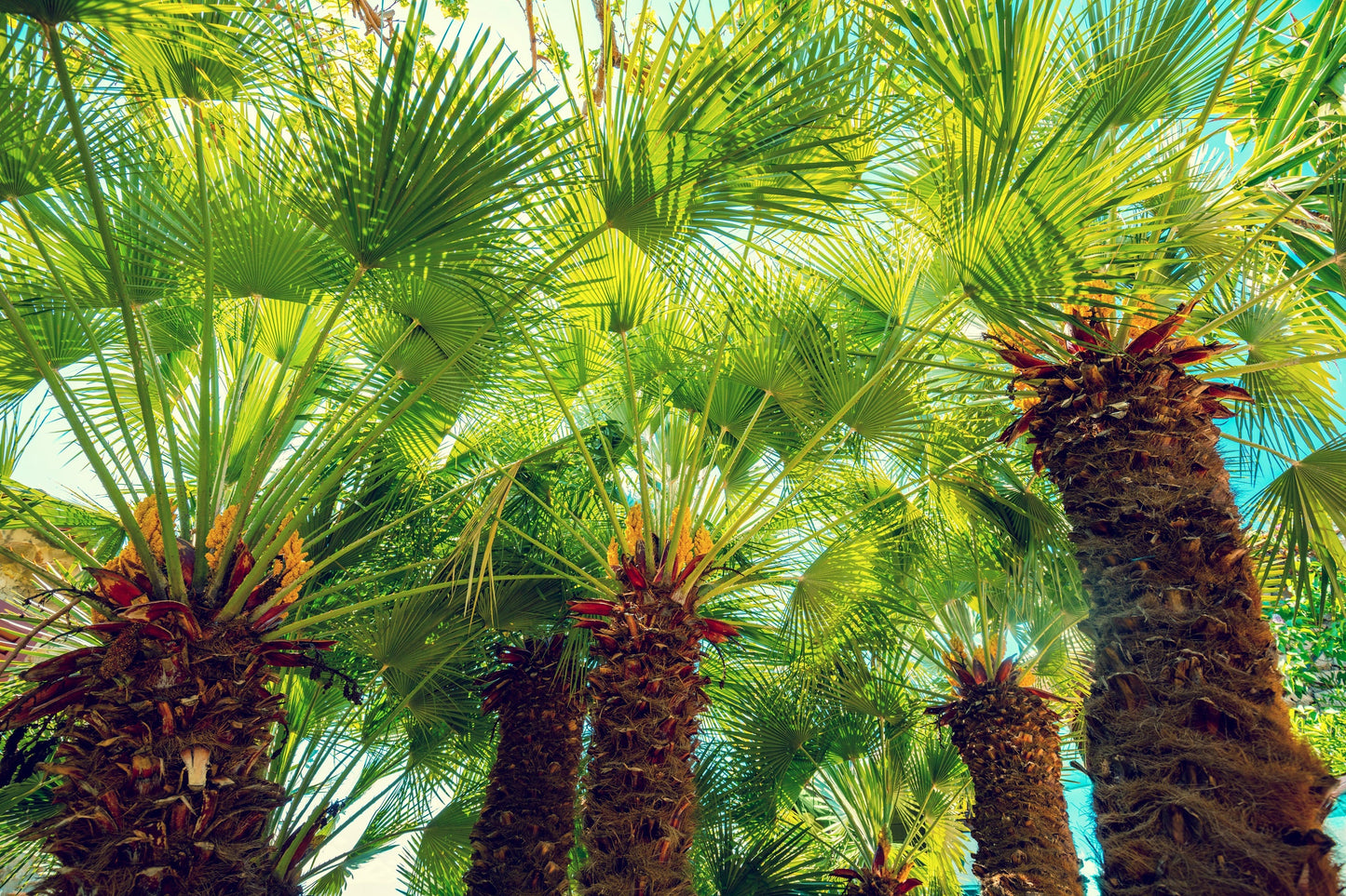 5 MEDITERRANEAN FAN PALM European Dwarf Tree Shrub Chamaerops Humilis Seeds